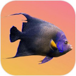 鱼鱼别跑手游v1.0