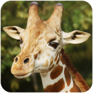 長頸鹿模擬The Giraffev1.0.9