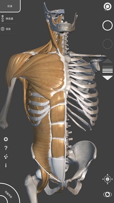 藝術家之3D解剖圖(Art Anatomy)v1.2.7.1